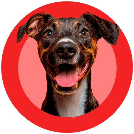 Pets - Figma Store